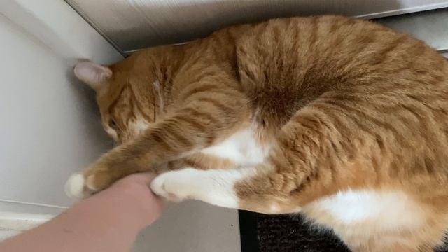 тётин котик