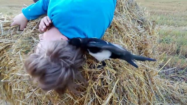 " Мое сено,уходи !" Сорока Яша против Влада