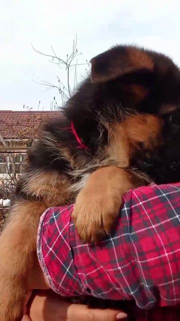 Баларис УРУС, 2 месяца 10 дней.