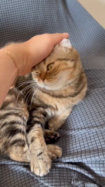 Злая шотландская вислоухая кошечка 🐈