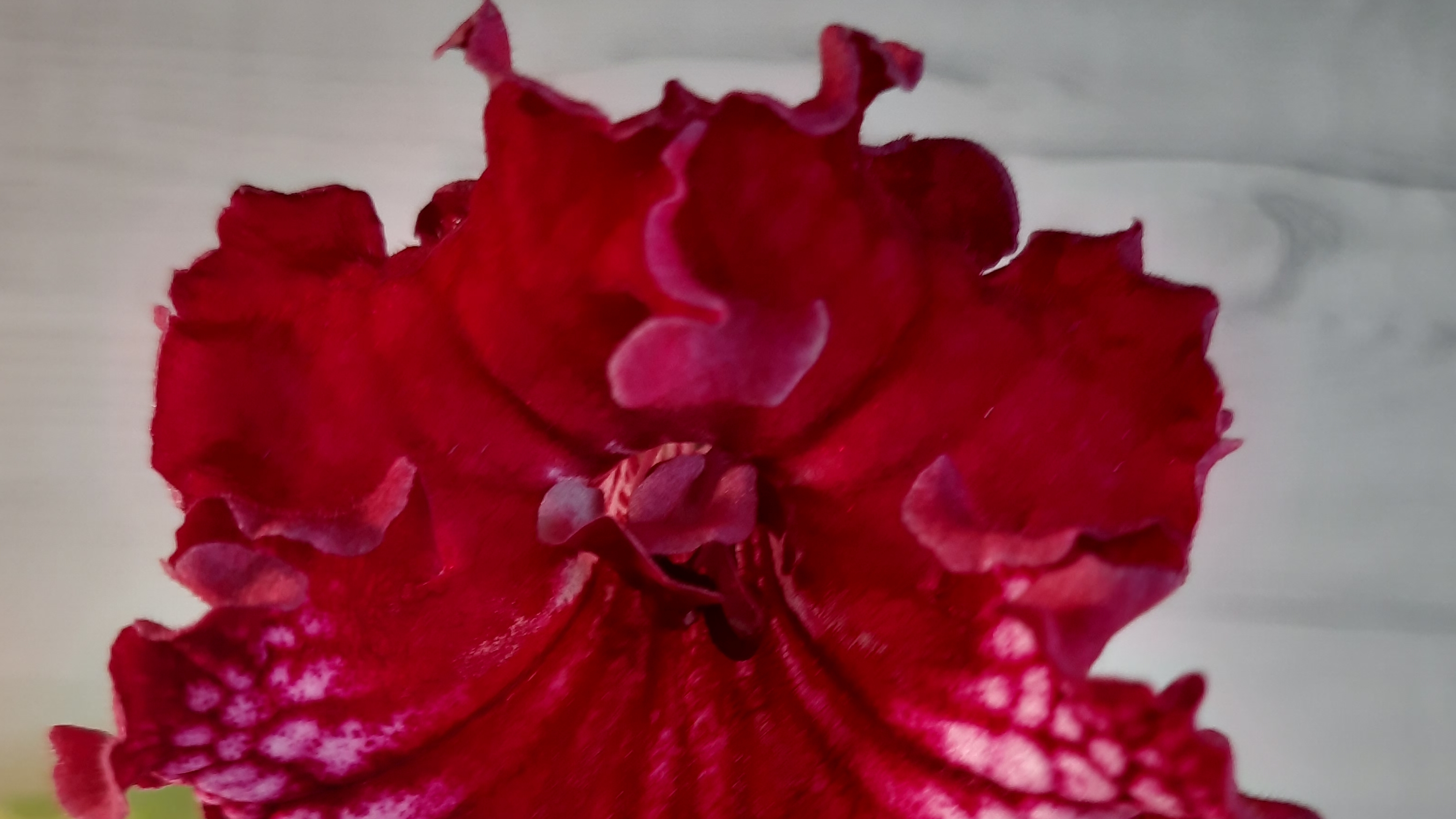 Стрептокарпусы в цвету