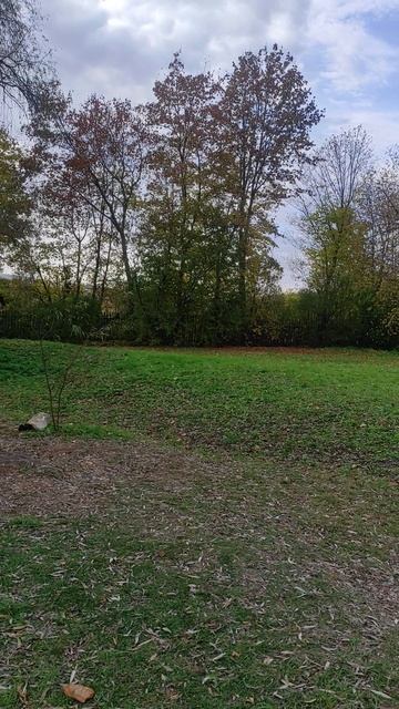 Ивы вековые. #природа