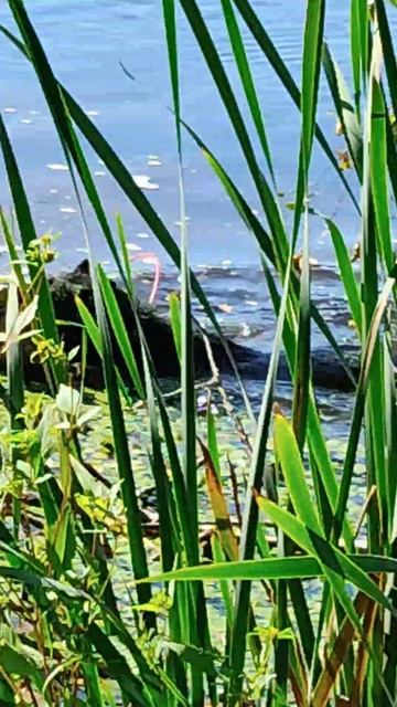 работа руско европейской лайке по утке