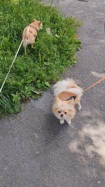 Оскар и поклонница 🥰