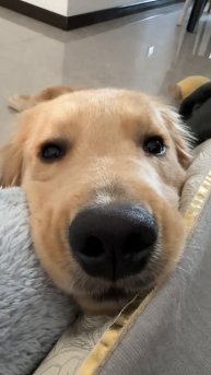 Гладить ее нужно как можно скорее