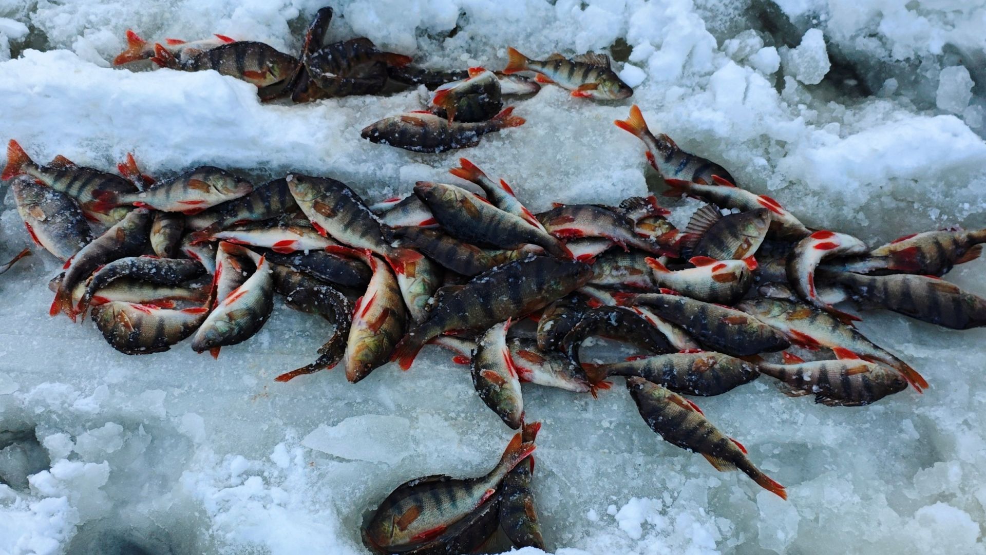 С ОДНОЙ ЛУНКИ КУЧА ОКУНЯ. окунёвый лифт