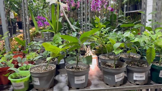 Новогодняя Ярмарка