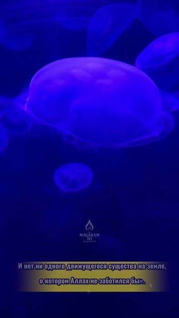 «И нет ни одного живого существа на земле,
о котором Аллах не заботился бы».
(Сура Худ, 11:6)