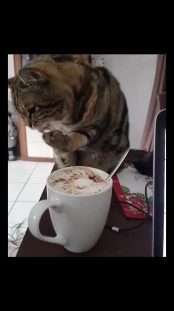 #кофе #кот #животные