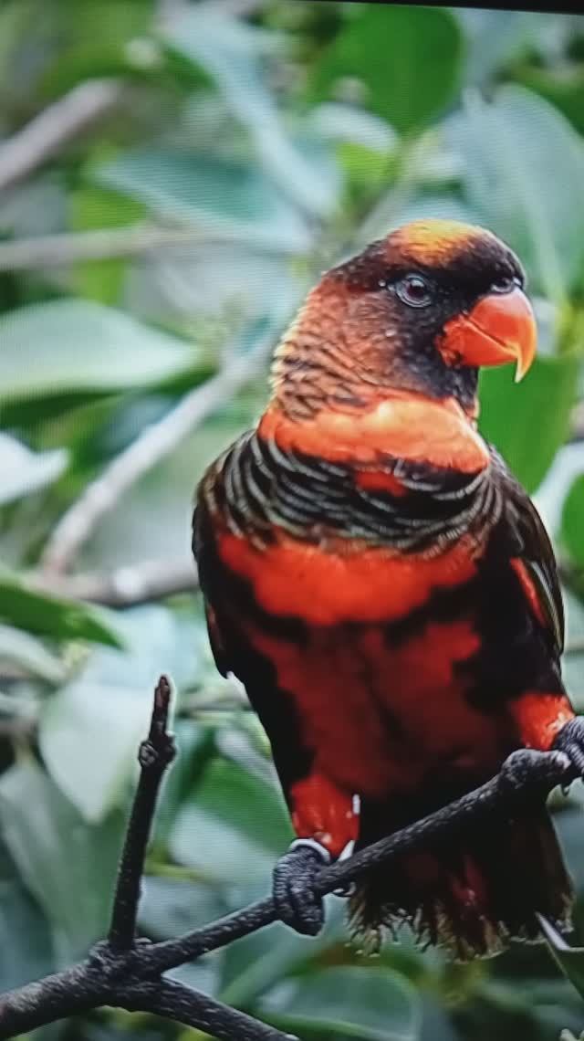 Великолепные птицы и их голоса в тропических лесах😳😮