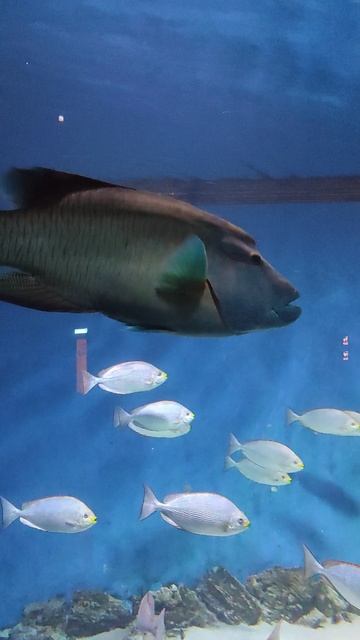 Москвариум