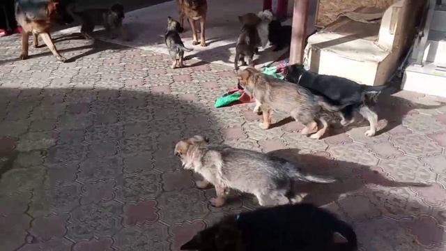 Баларис У-щенки россыпью, 2 месяца 10 дней.