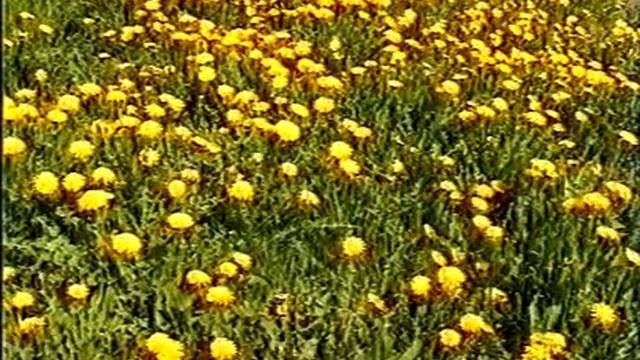 Целебные растения и их применение. 2009 г