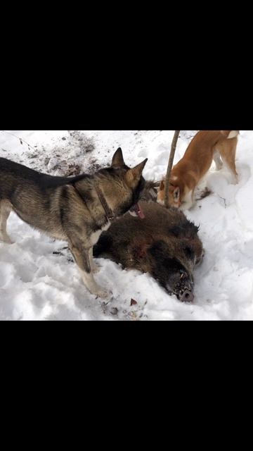 Характеристика