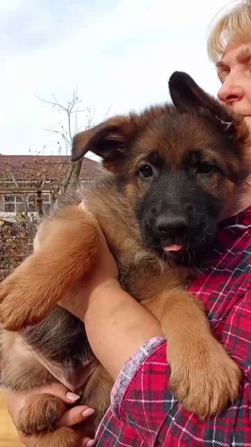 Баларис УРСУС, 2 месяца 10 дней.