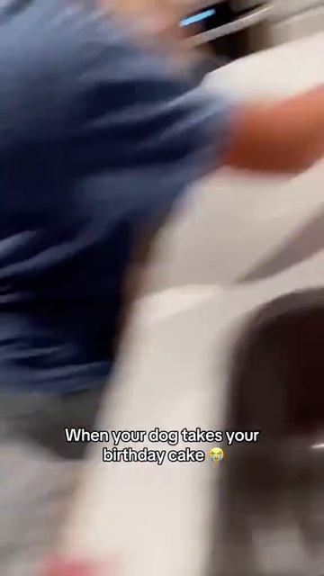 Ржу с этих собак😆 Подписываемся 😉