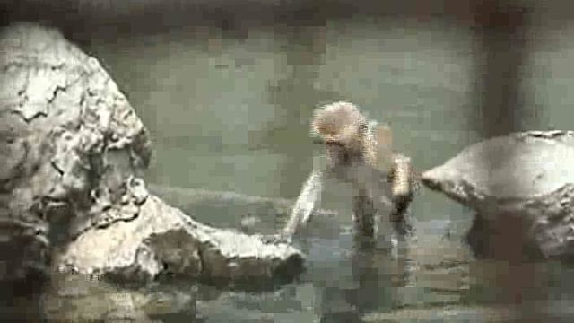 Байдахэ 2 часть. Сафари парк