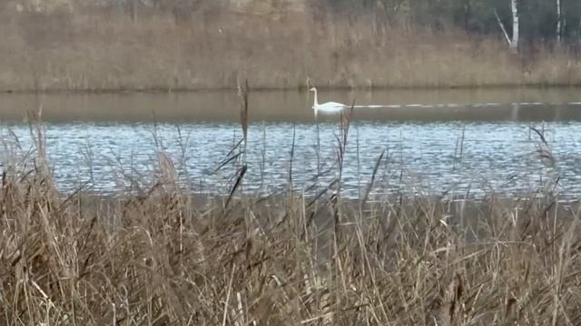 По тихой воде Кинешемки величаво скользит белый лебедь