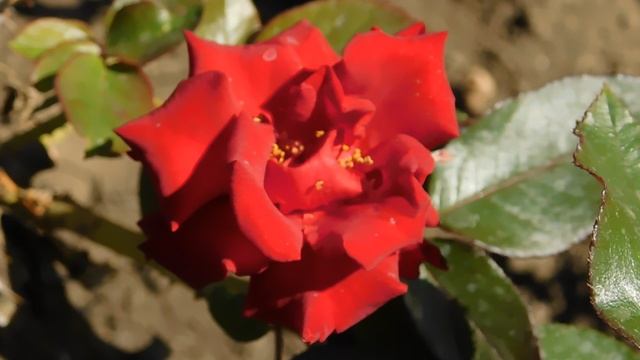 ВИДЕО ПВН ББ (351)