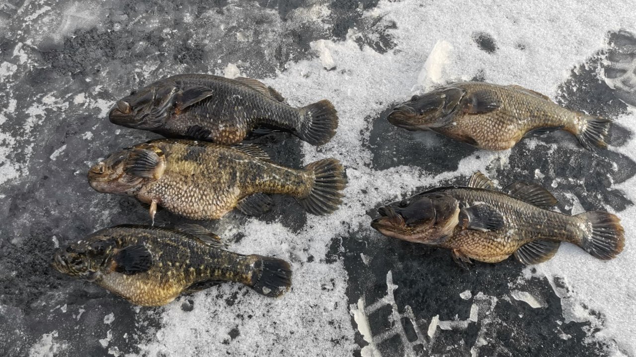 С Александром на рыбалке. Ловим ротанов. Зимняя рыбалка.