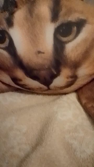 Контент про ROBLOX будет?