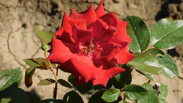 ВИДЕО ПВН ББ (355)