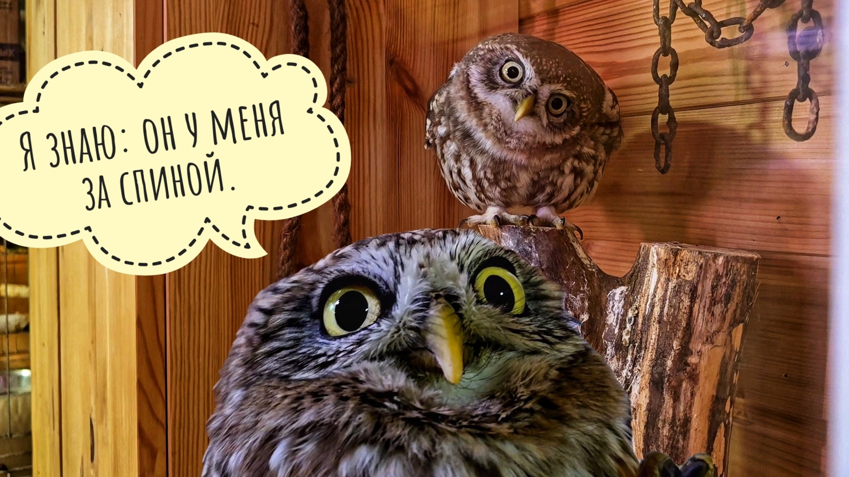 Выманиваю сыча Лучика на живца. Сыч ХЗ очень против