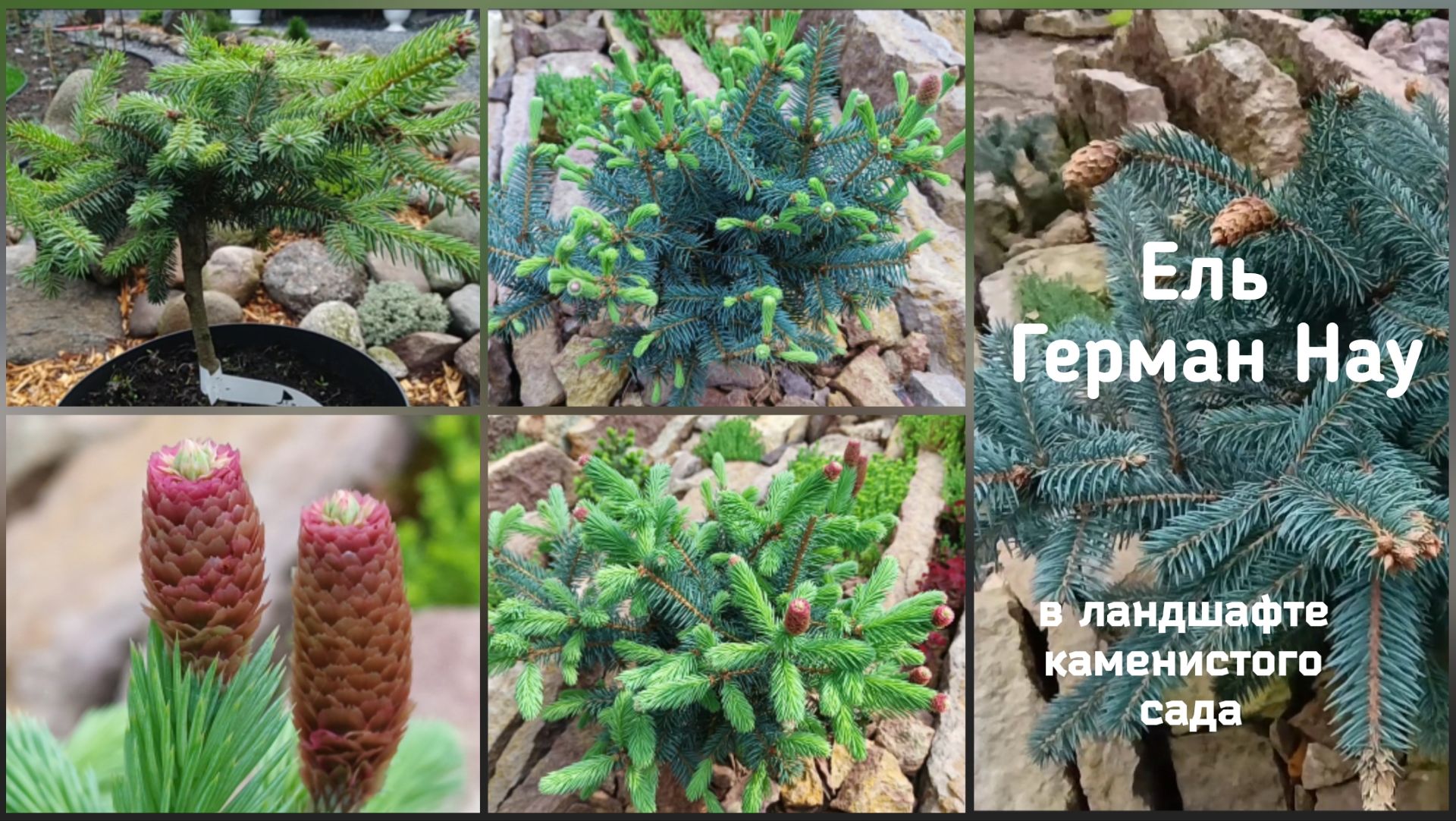 Ель Герман Нау в ландшафте каменистого сада.