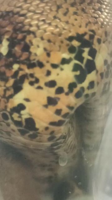 Странное удобство Мигеллы... 27 ноября 2025 г.