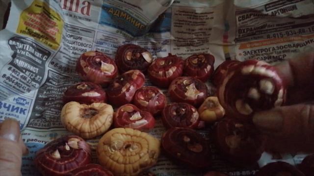 Как храню луковицы гладиолусов