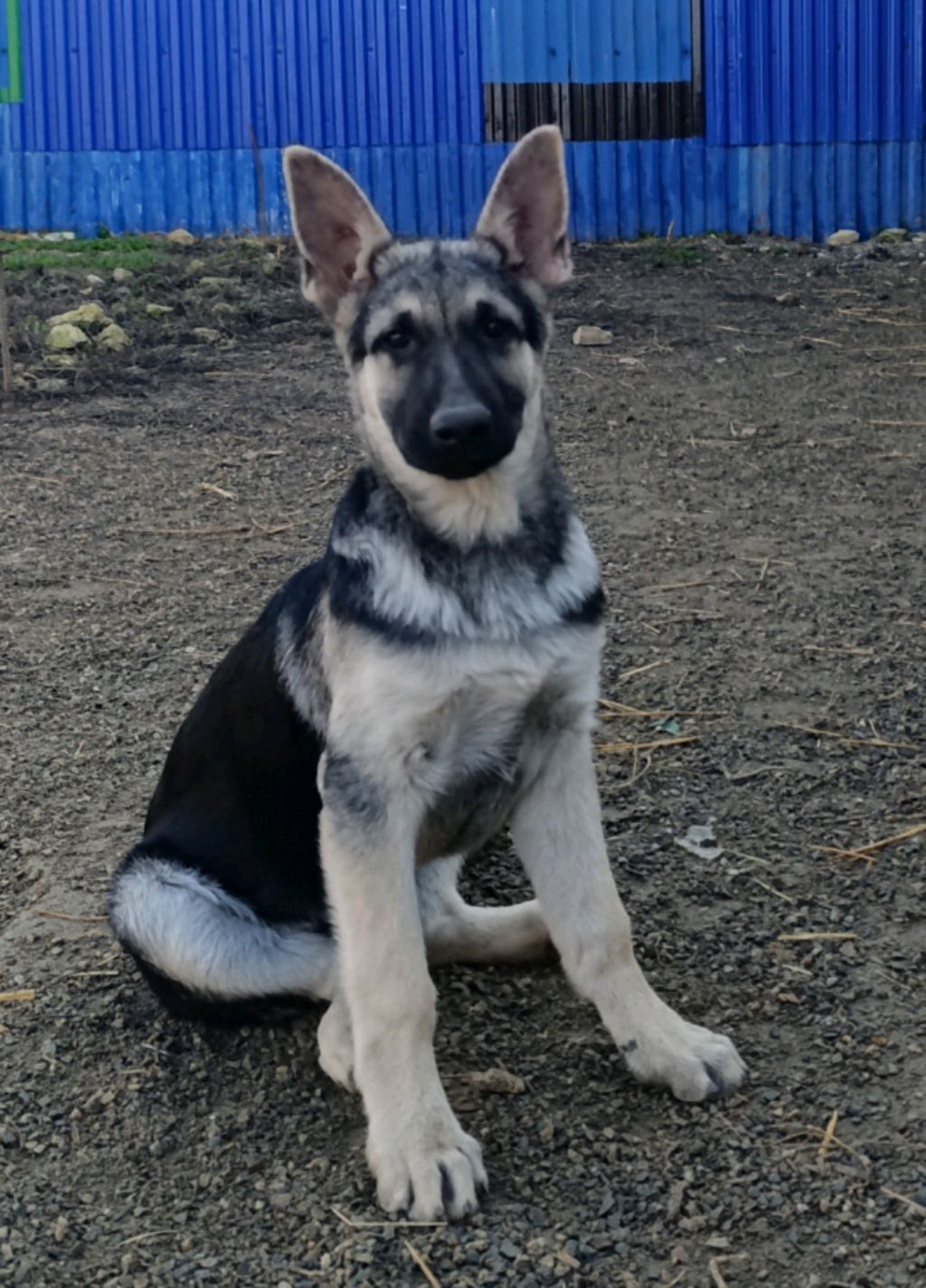 Восточноевропейская овчарка