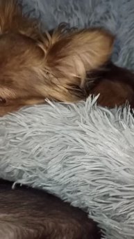 Девчоночки обживают подарочки от Виктории! Огромное спасибо за лежаночки! 29 ноября 2025 г.