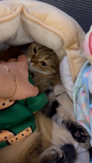 Милая шотландская вислоухая кошечка