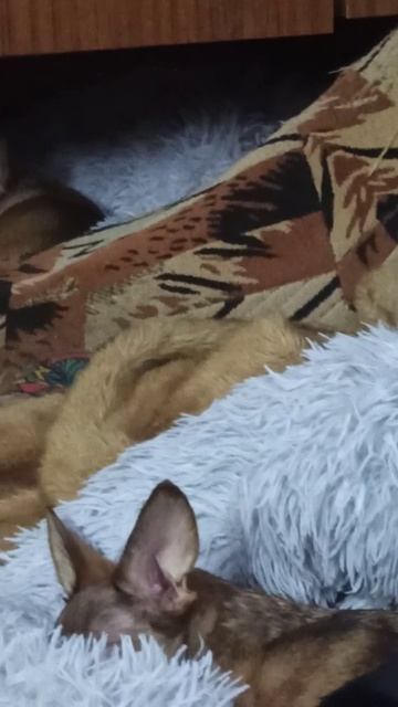 Стая отдыхает.🥰