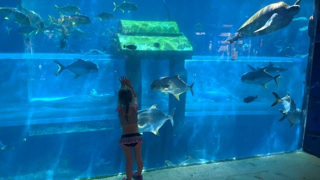 Аттракцион «Встреча с акулами» в аквапарке Atlantis Aquaventure