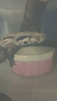 Ноника. 4 декабря 2025 г.