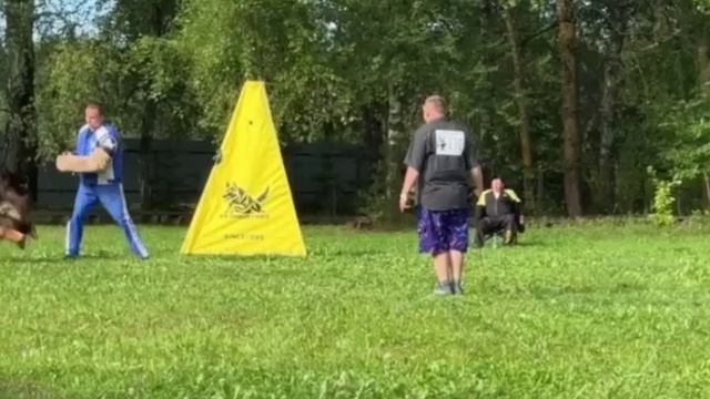 3 О/Отл. ZIMON v. Frankengold +++ №0. БЕЛАРУСЬ 23 августа`25 Моно немецких овчарок