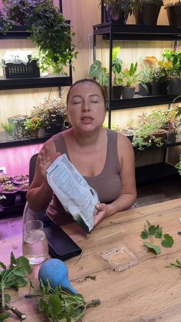 Немножко о черенковании пеларгонии