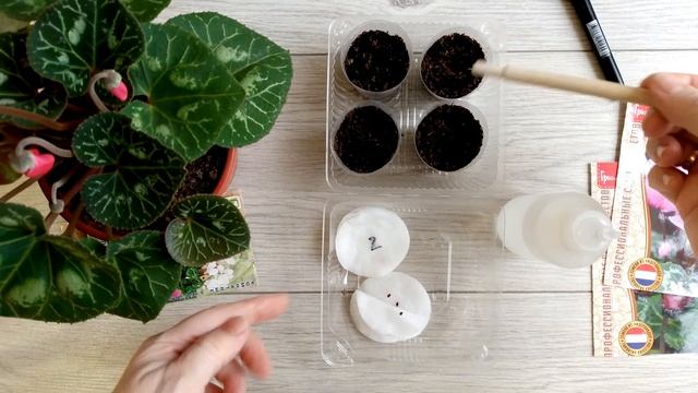 Цикламен в домашних условиях: посев семян