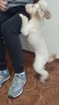 Милая метисочка пуделя подстриглась. Зоосалон Eteluin г.Краснодон.