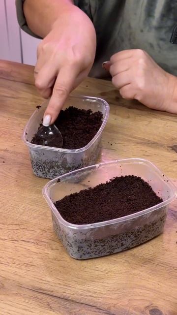 А я уже посеяла первую партию эустомы☺️