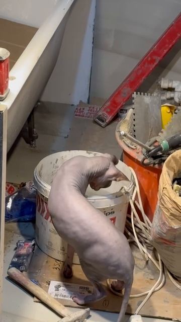 Рабочий день закончен, моем лапки )