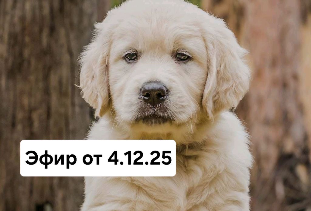 Эфир от 4.12.25