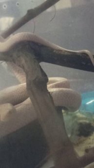 Карамелька... 25 ноября 2025 г.