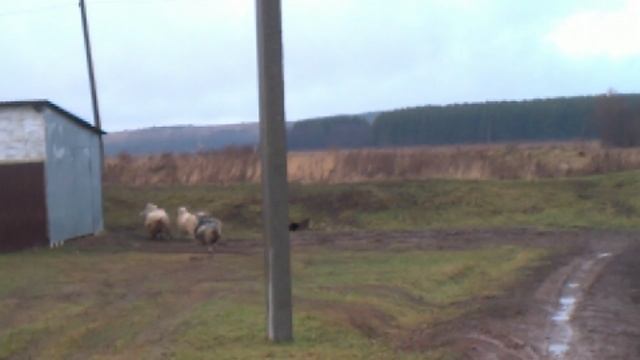 13 - Напугал Баранов - 2025