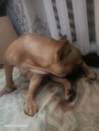 шмеля 🐝 рожает