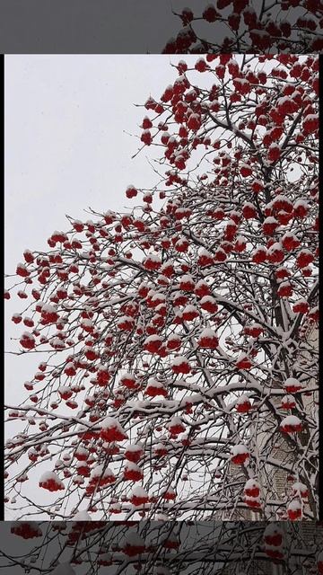 Красота декабря ( воспоминание)