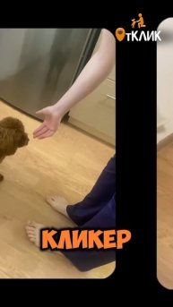 Зачем нужен кликер?