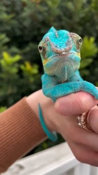 Глаза хамелеона 🕵️🧐