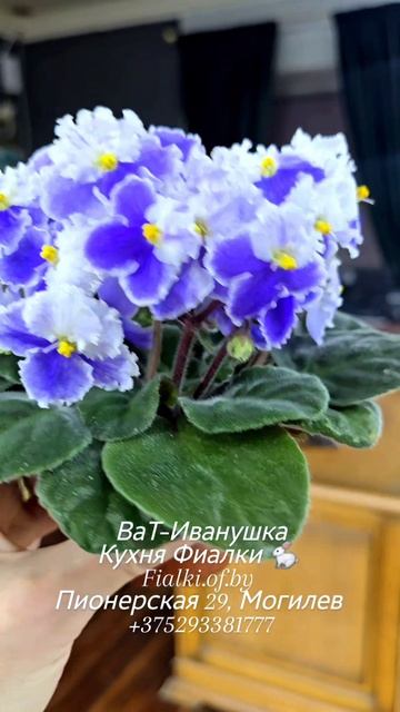 🐇❤️❤️ВаТ-Иванушка из лучшей, старейшей линии сорта с волнистыми белыми верхними ушками, украшенными